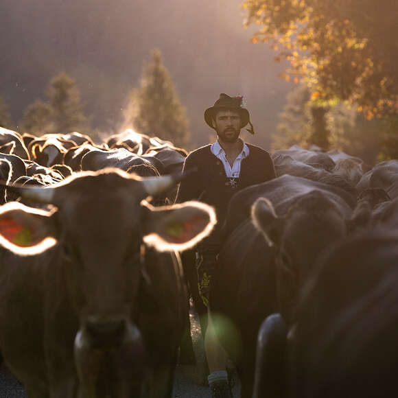 In den frühen Morgenstunden ein Älpler inmitten seiner Herde am Viehscheid.