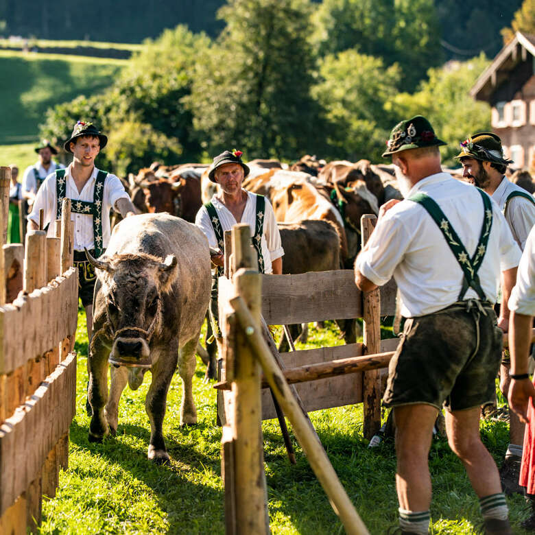 Die Älpler übergehen beim Viehscheid die Rinder wieder an ihre Besitzer.