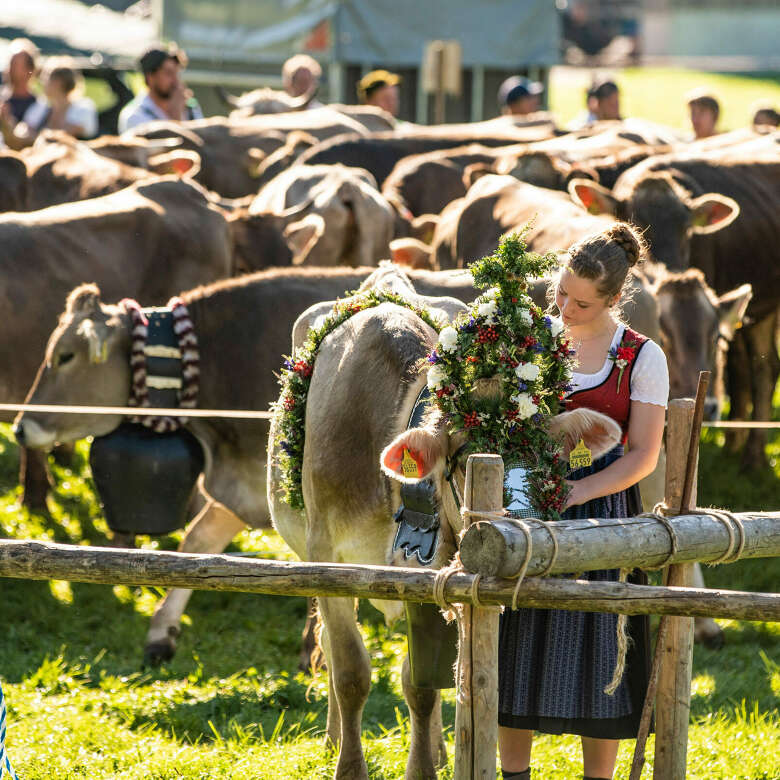 Erlebe gelebtes Brauchtum beim Allgäuer Viehscheid in Thalkirchdorf.