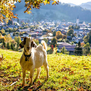 Ziege am Kapf im Herbst mit Aussicht auf Oberstaufen