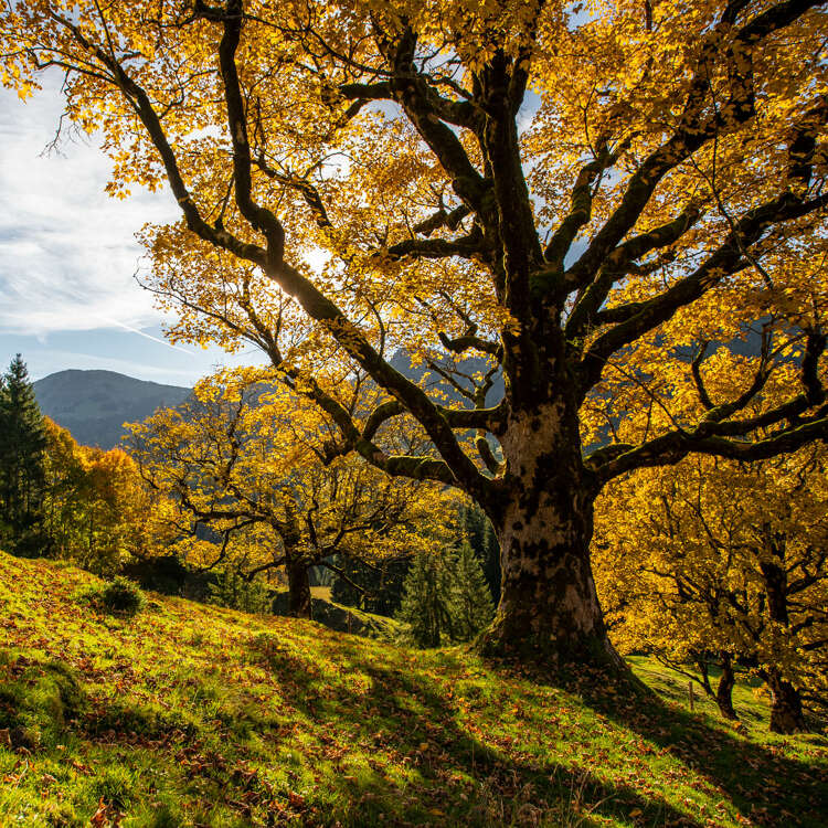 Bunter Herbstwald mit mächtigem Baumverteran in den Bergen von Oberstaufen