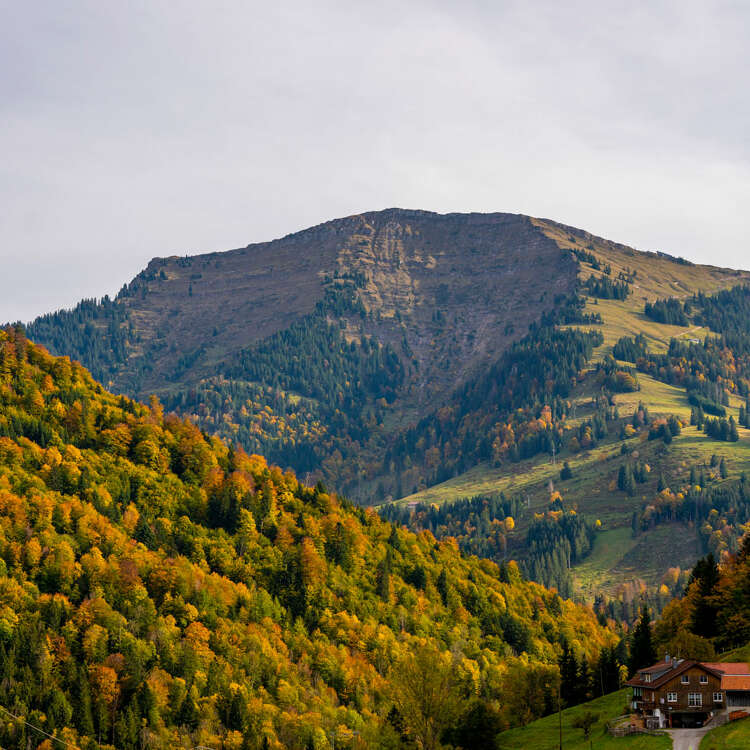 Hochgrat mit bunt gefärbtem Herbstwald.