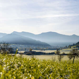 Morgentau auf den Wiesen um Oberstaufen mit Panoramablick auf den Staufen und Hochgrat