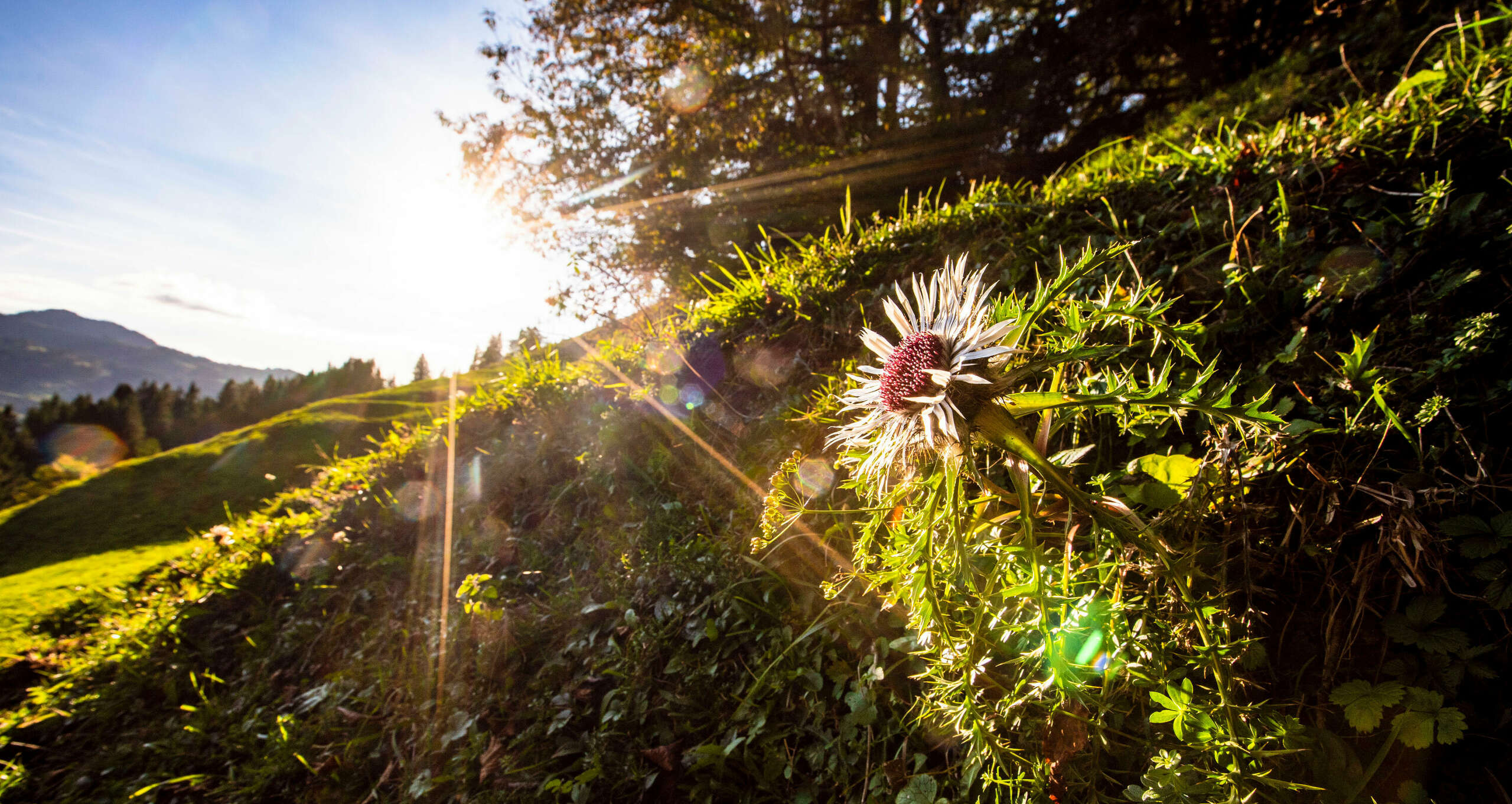 Warmes Licht lässt die Natur im Herbst im Allgäu erstrahlen