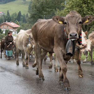 Tiere im Hirtenzug beim Staufner Viehscheid