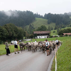 Hirtenzug mit Vieh beim Staufner Viehscheid