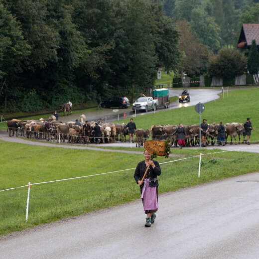 Alpe wird angeführt durch Mädchen mit Schild beim Staufner Viehscheid