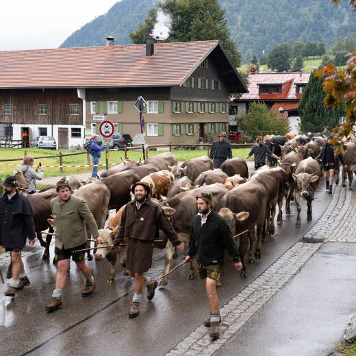 Alpe läuft mit Vieh durch Steibis beim Viehscheid