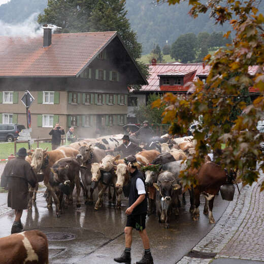 Viehzug beim Viehscheid in Oberstaufen