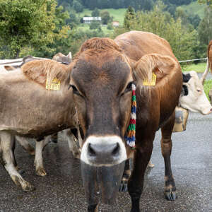 Rind beim Staufner Viehscheid