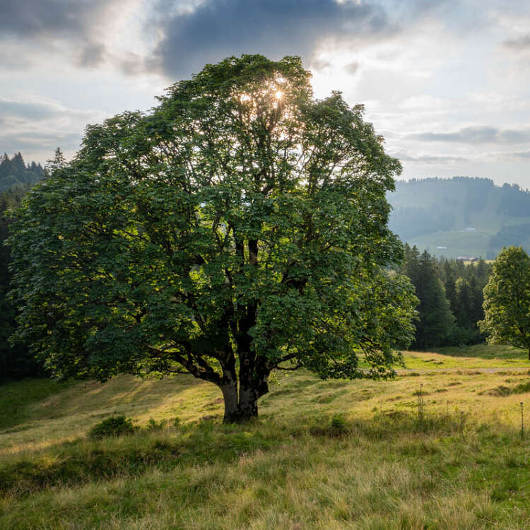 Baumveteranen im Hochgratgebiet mit Weitblick auf die grüne Landschaft von Oberstaufen