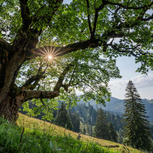 Baumveteran im Hochgratgebiet umgeben von der grünen Natur von Oberstaufen