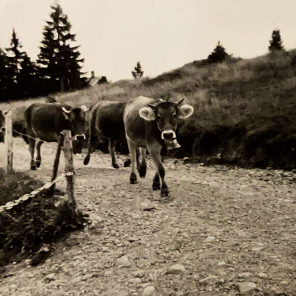 Analoge Fotoaufnahme des Staufner Viehscheids