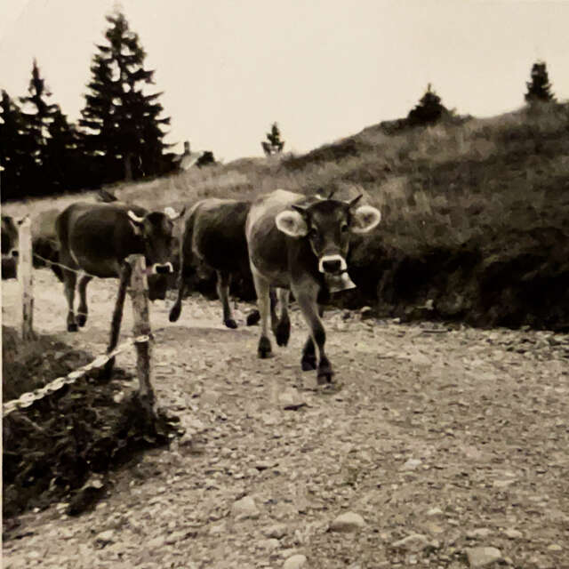 Viehscheid Oberstaufen vor einigen Jahren