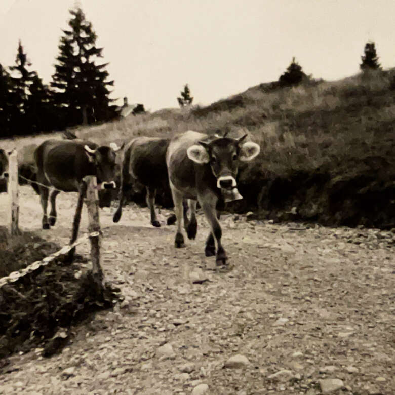 Analoges Bild der Allgäuer Schumpen beim Viehscheid in Oberstaufen