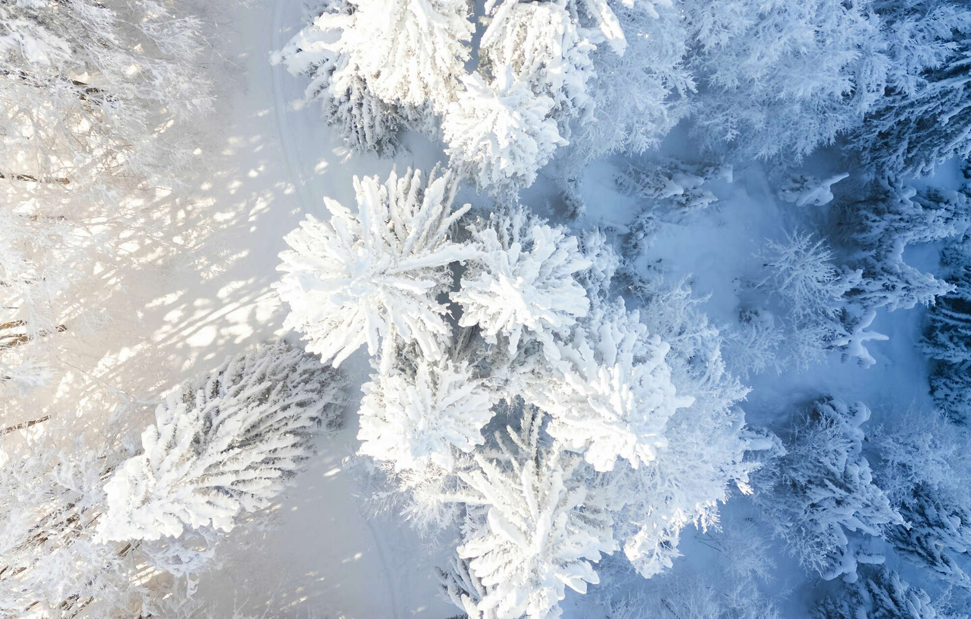 Wald im Winter mit schneebedeckten Bäumen von oben