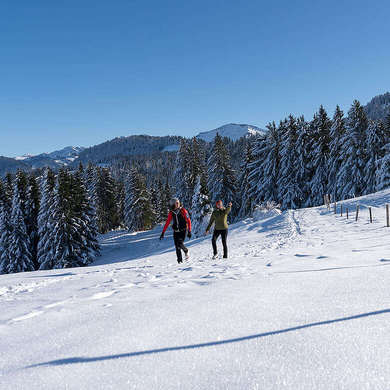 Winterwandern mit Hochgratblick über schneebedeckte Wiesen in Steibis