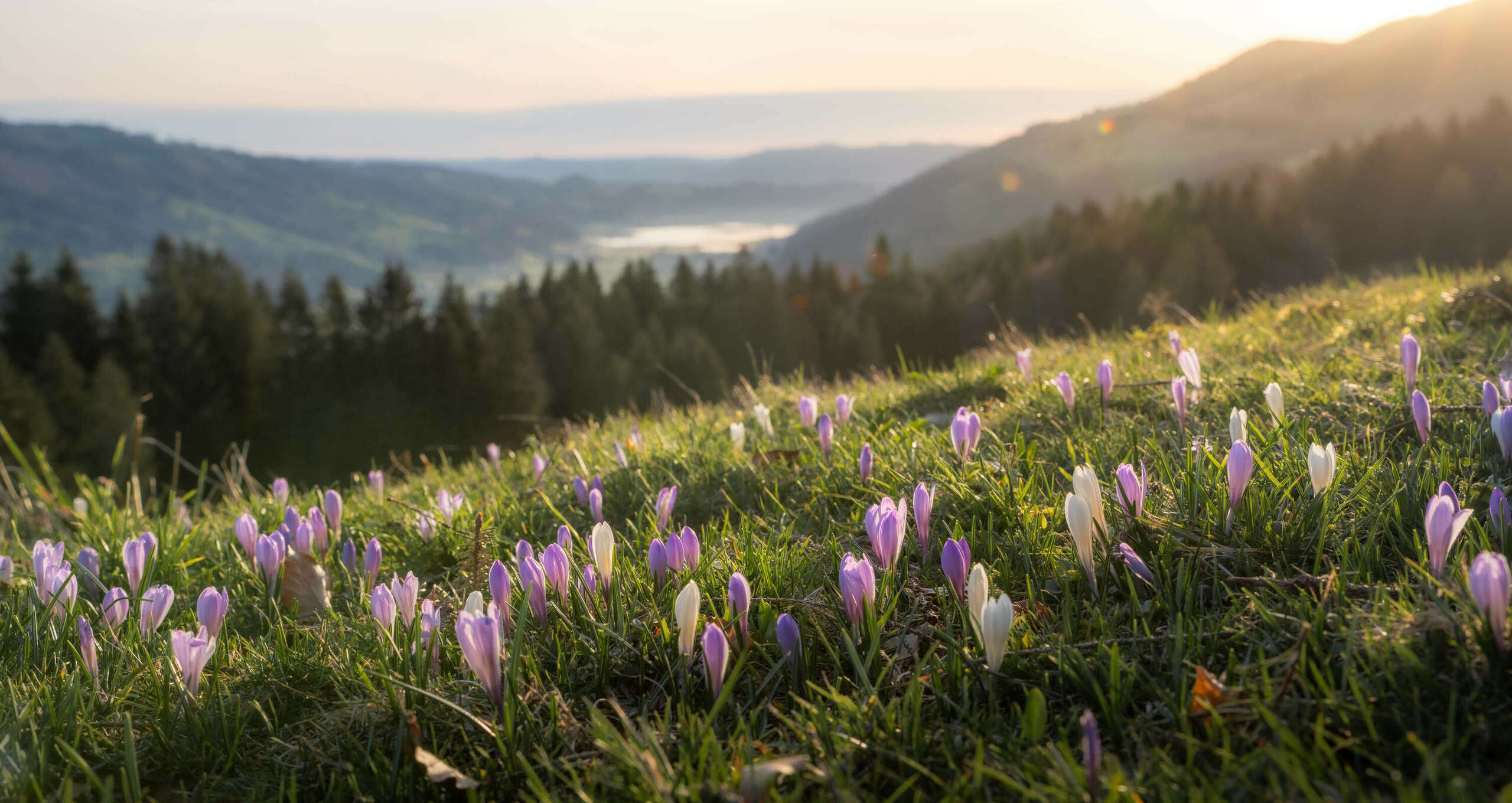 Krokusblüte im Frühling am Hündle bei Oberstaufen