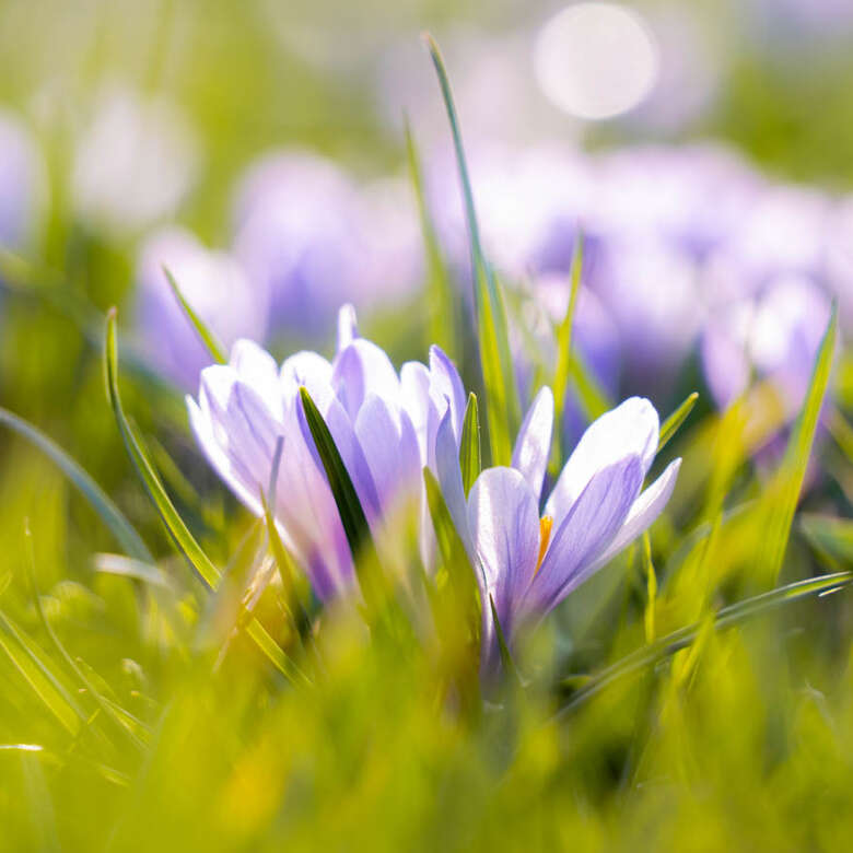 Blühende Krokusse in den Allgäuer Bergen.