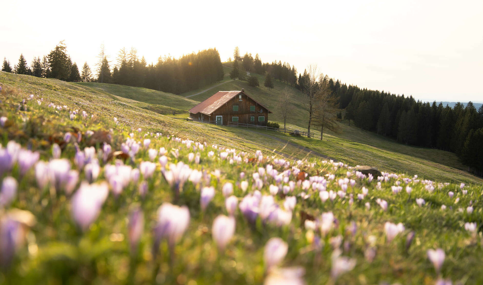 Krokusse in Oberstaufen in der Abendsonne.