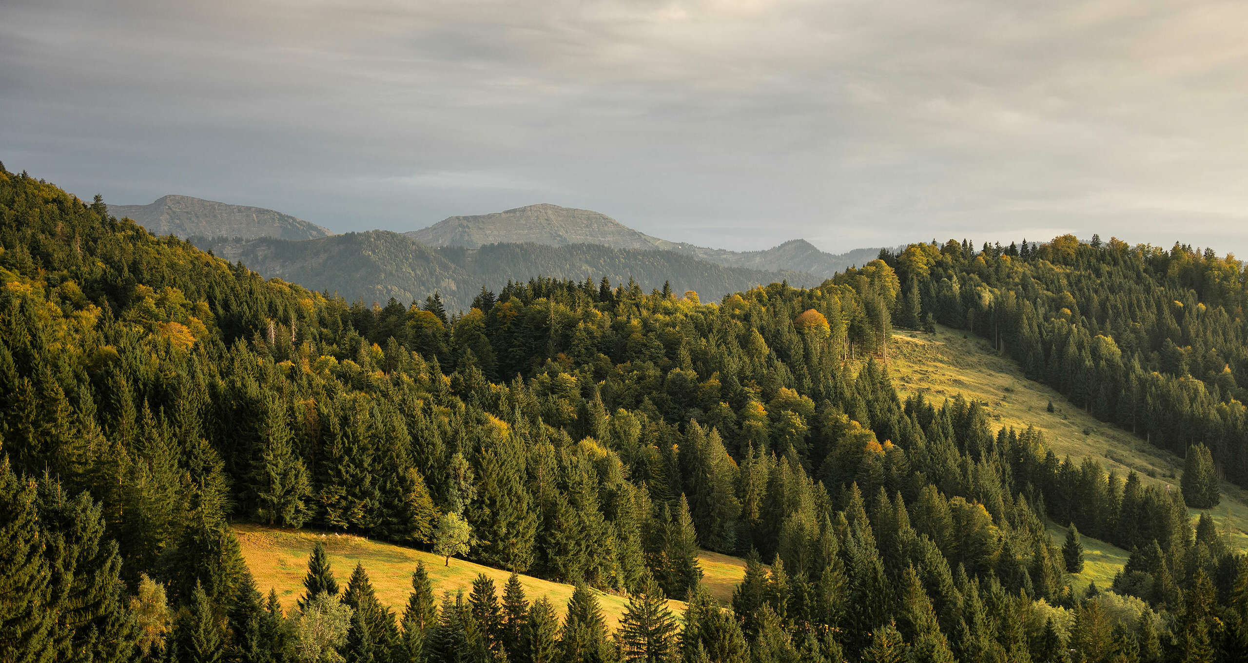 Herbstwald mit dem Panorama der Nagelfluhkette bei Oberstaufen.