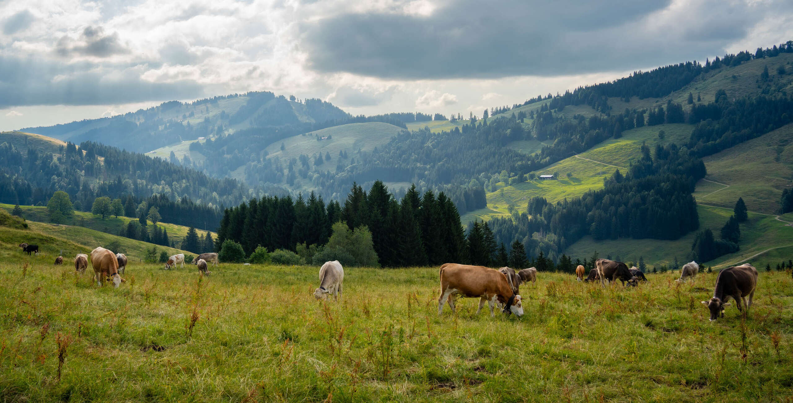 Kühe auf den Wiesen im grünen Ehrenschwanger Tal