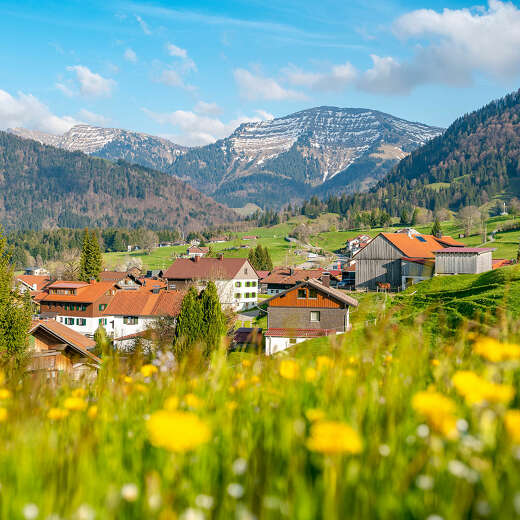 Ortsansicht von Steibis im Frühling mit blühendem Löwenzahn und dem letzten Schnee auf dem Hochgrat.