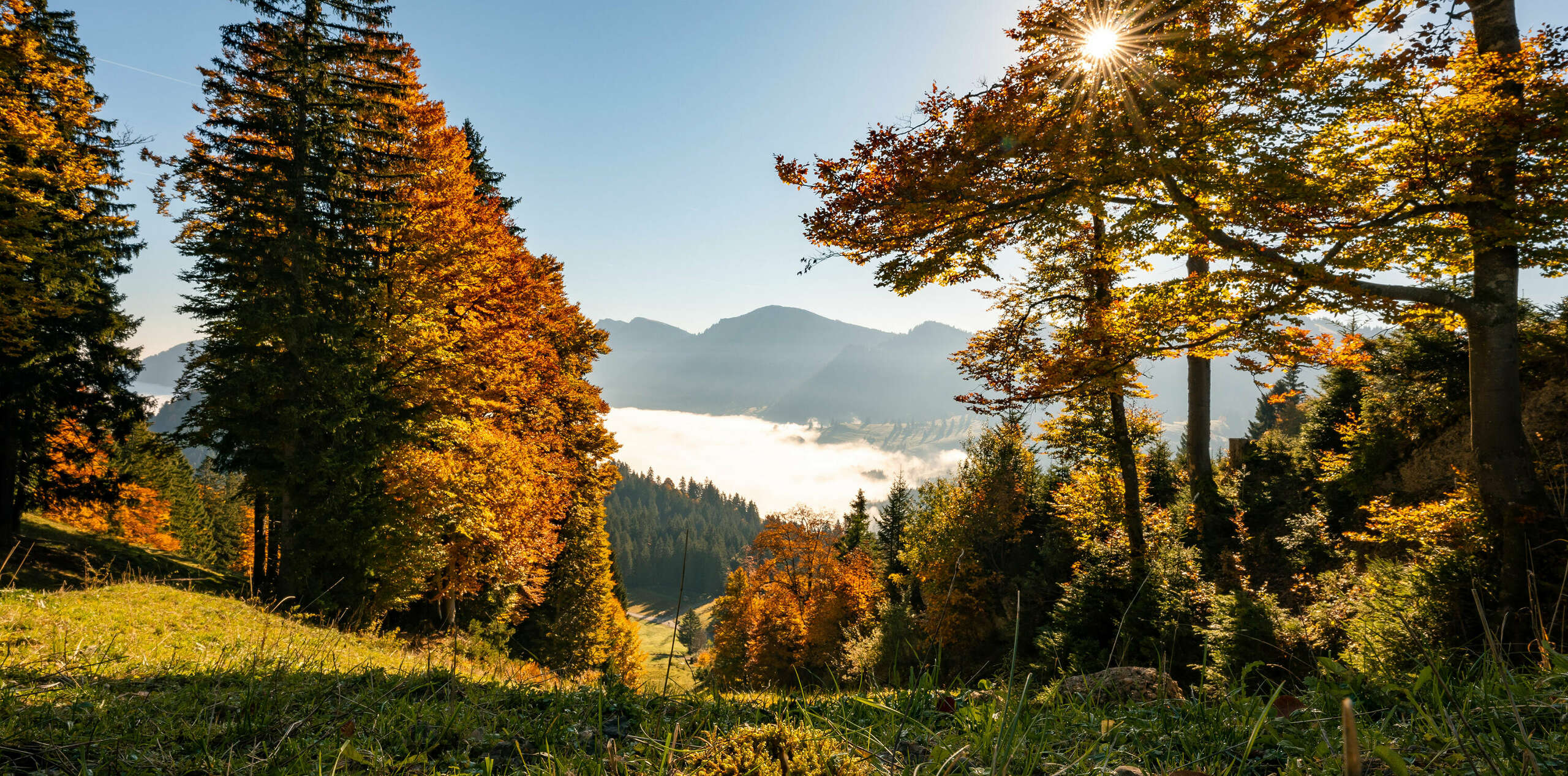 Bunter Herbstwald in der Herbstsonne, mit Nebel im Tal und Bergpanorama.