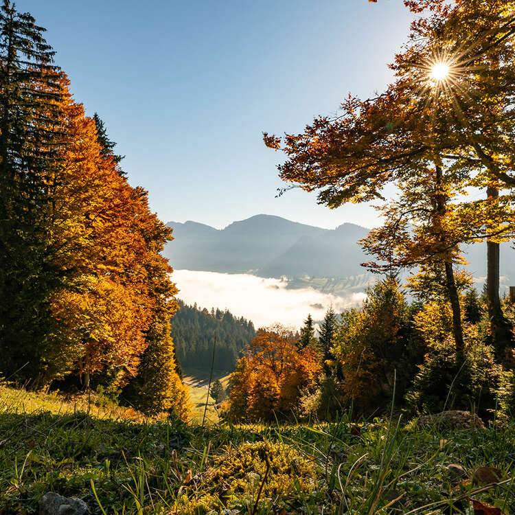 Allgäuer Herbstwald mit Obheiter