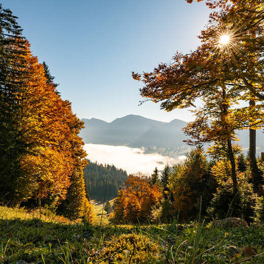 Goldener Herbst in den Bergen von Steibis mit dem Panorama der Nagelfluhkette.