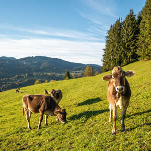 Kühe im Herbst auf den Wiesen in den Bergen von Oberstaufen.