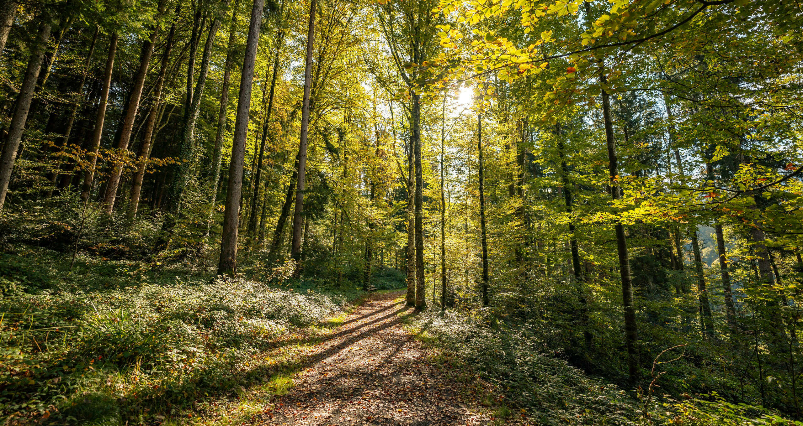 Achtsamkeit und Entspannung beim Waldbaden in Oberstaufen erfahren