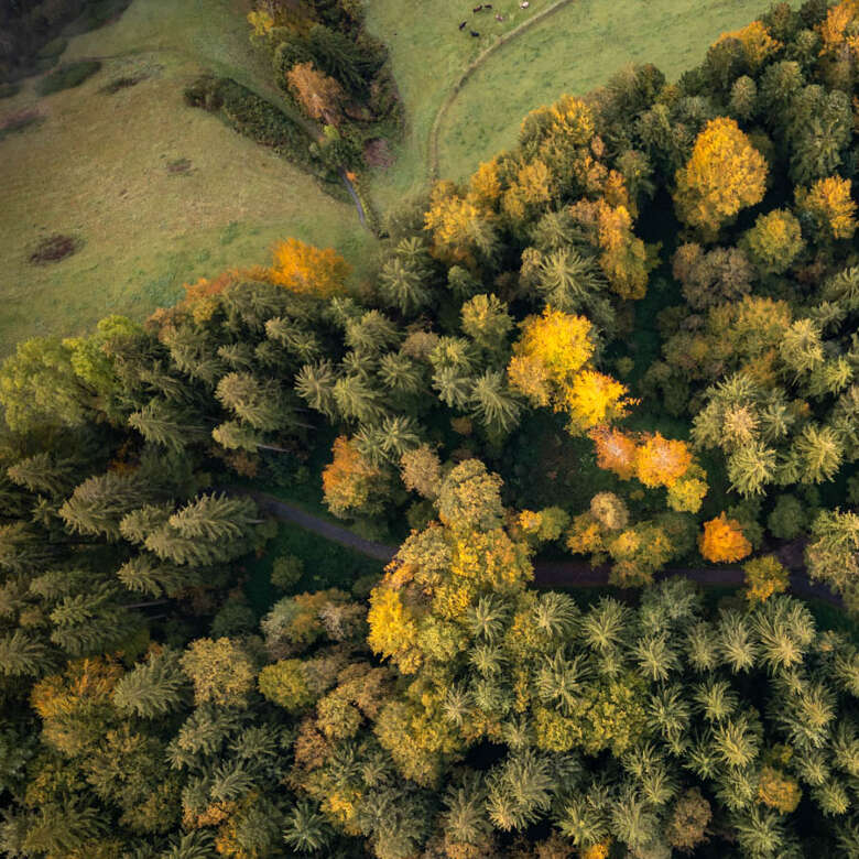 Luftaufnahme von einem Waldgebiet bei Oberstaufen im Herbst