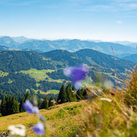 Panorama der Allgäuer Alpen