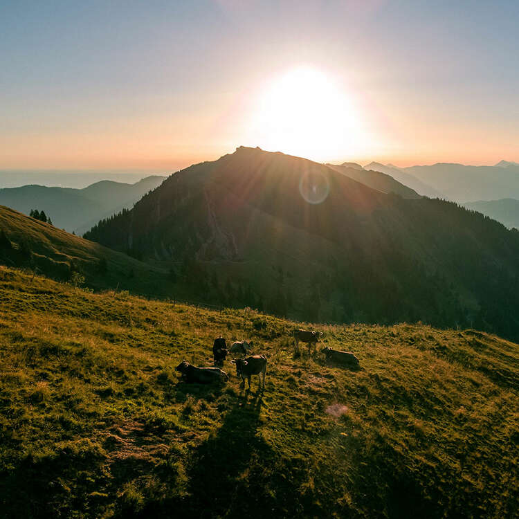 Sonnenaufgang über der Nagelfluhkette mit Kühen in den Bergen.