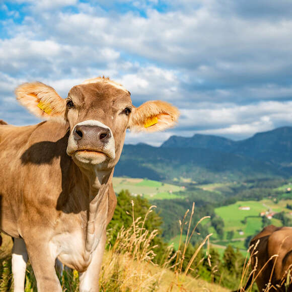 Kuh in den Bergen von Oberstaufen