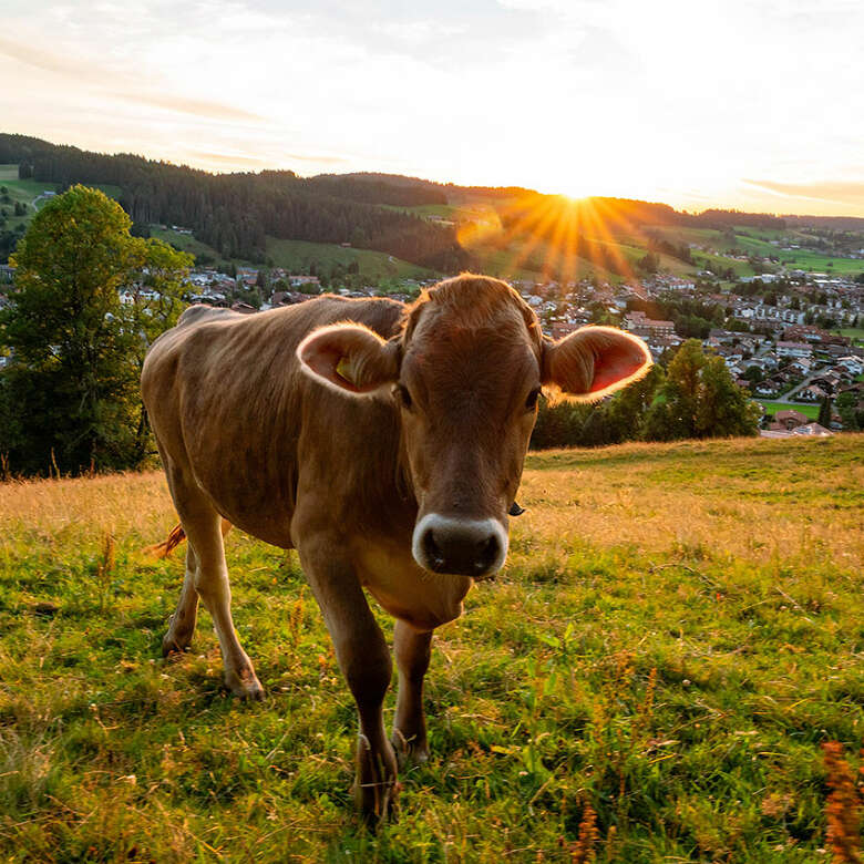 Allgäuer Kuh im Sonnenuntergang