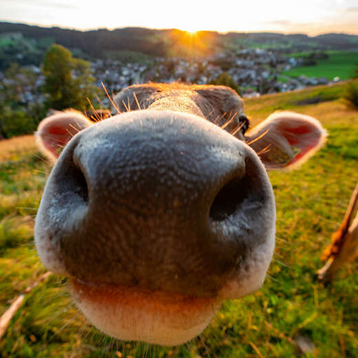 Kuh im Sonnenuntergang mit Ortsansicht von Oberstaufen.