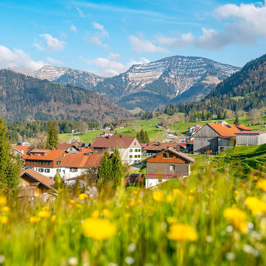 Blick über blühende Wiesen und Steibis zum Hochgrat