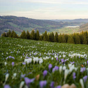 Krokusblüte am Hündle mit Panoramablick zum Großen Alpsee