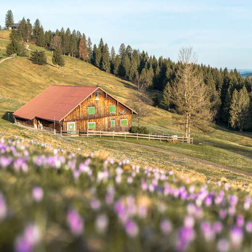 Krokus-Panorama rund um die Hochsiedelalpe am Hünde