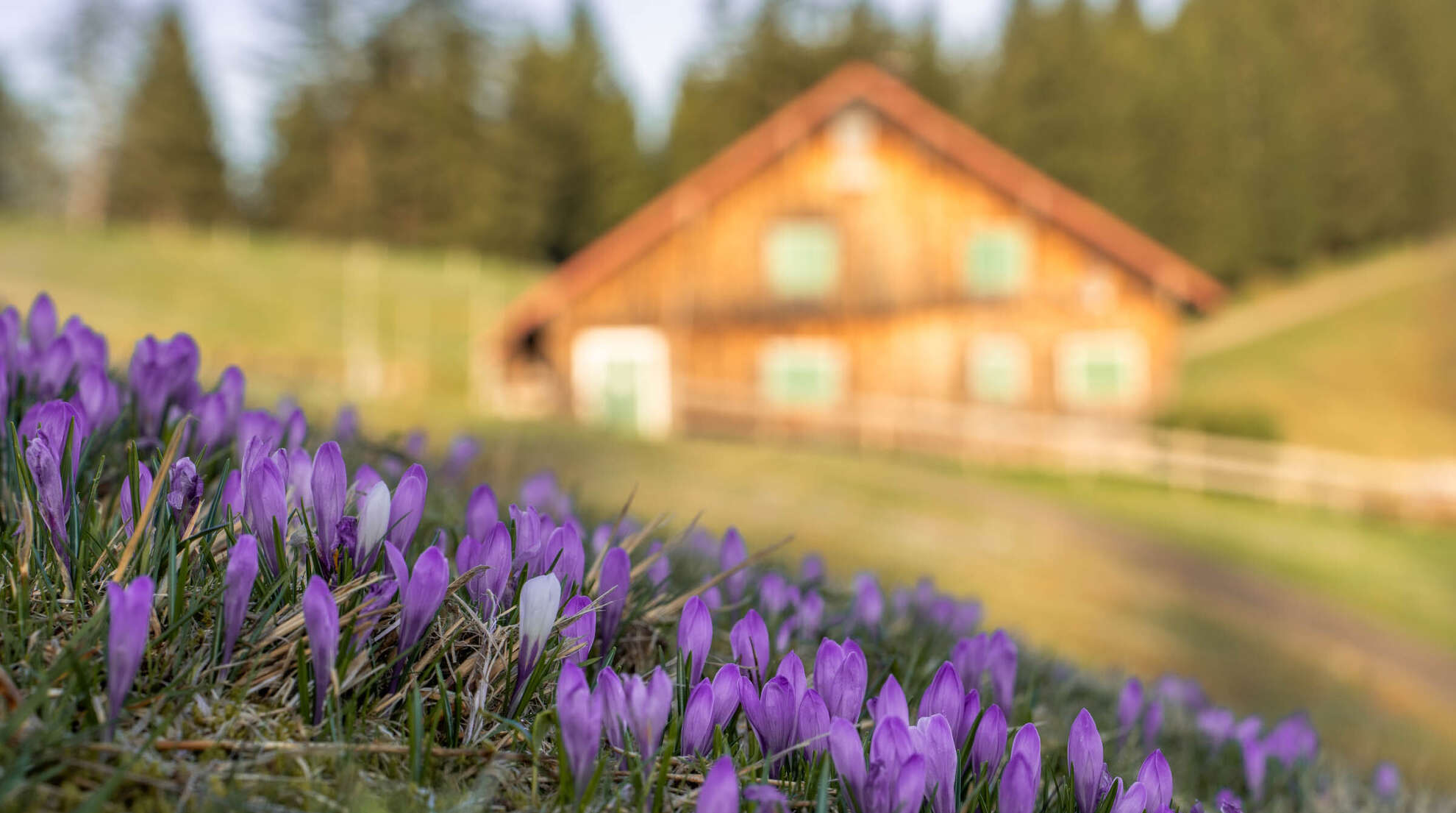 Lila Krokusse auf den Wiesen an der Hochsiedelalpe