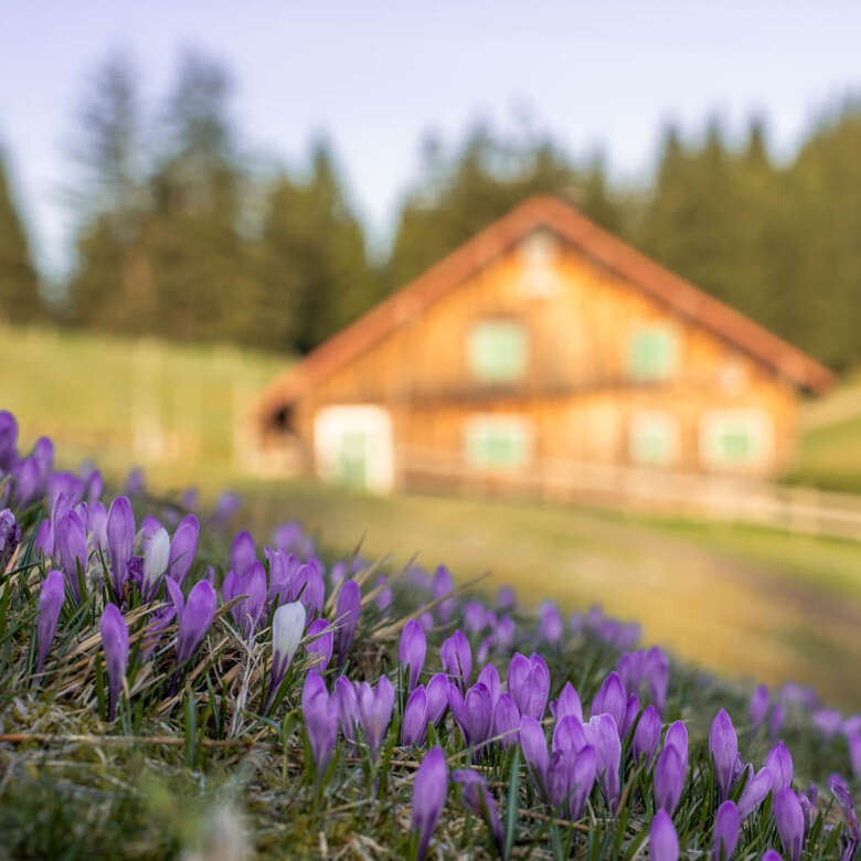 Lila Krokusse auf den Wiesen an der Hochsiedelalpe