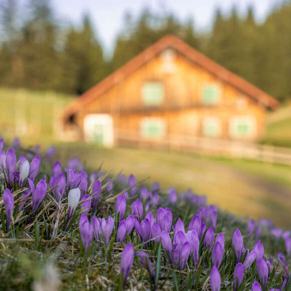 Lila Krokusse auf den Wiesen an der Hochsiedelalpe