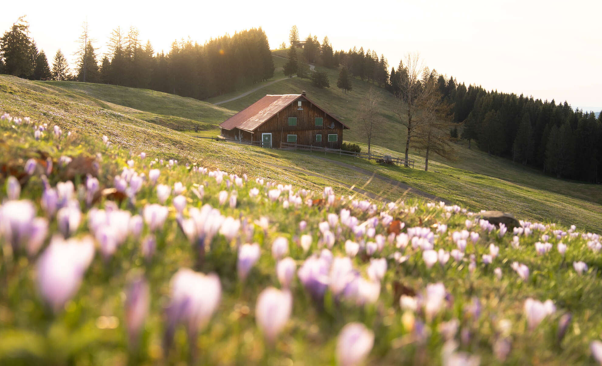 Krokusblüte rund um die Hochsiedel-Alpe am Hündle