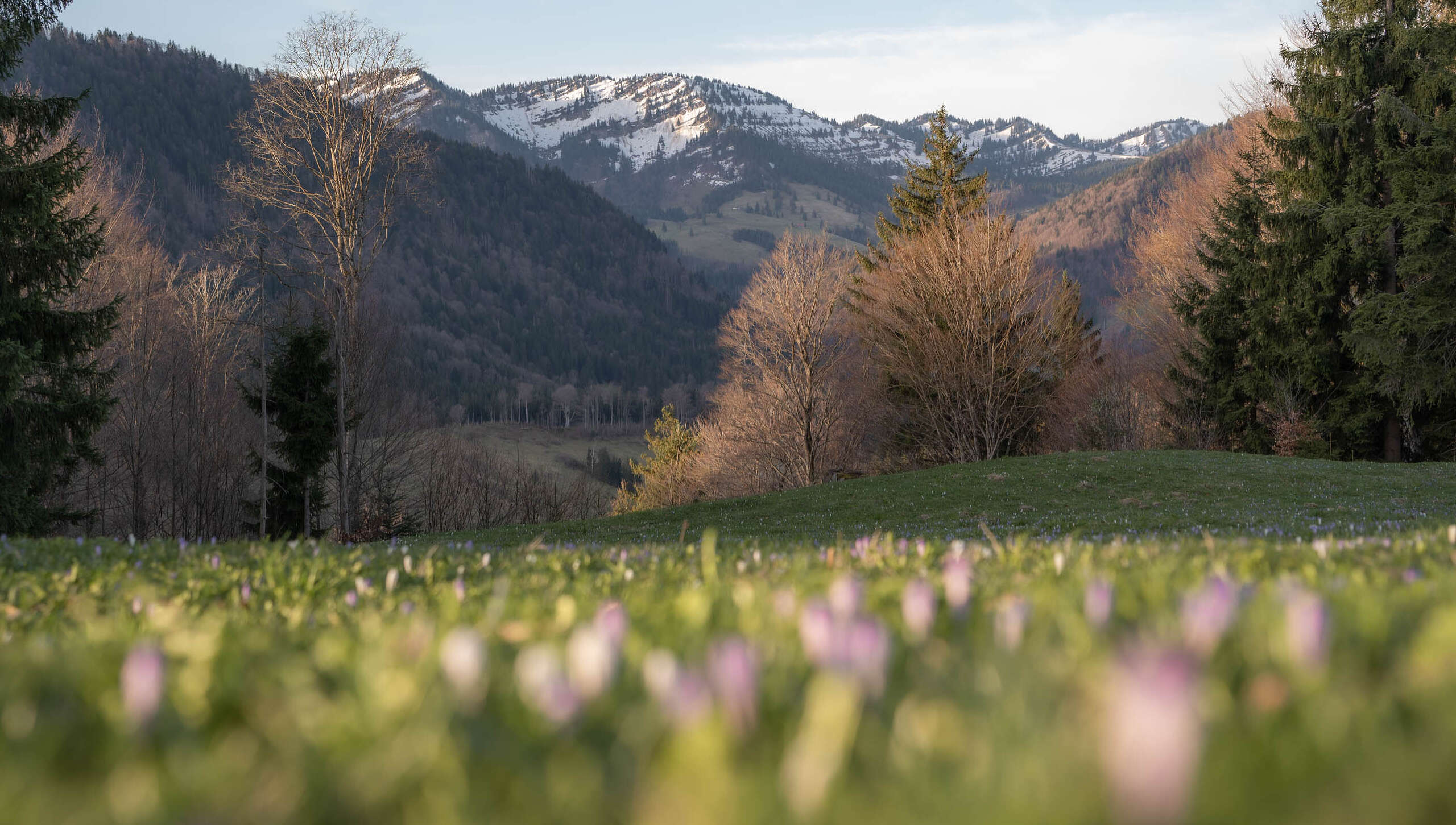 Krokuswiesen am Hündle mit verschneitem Bergpanorama im Frühling