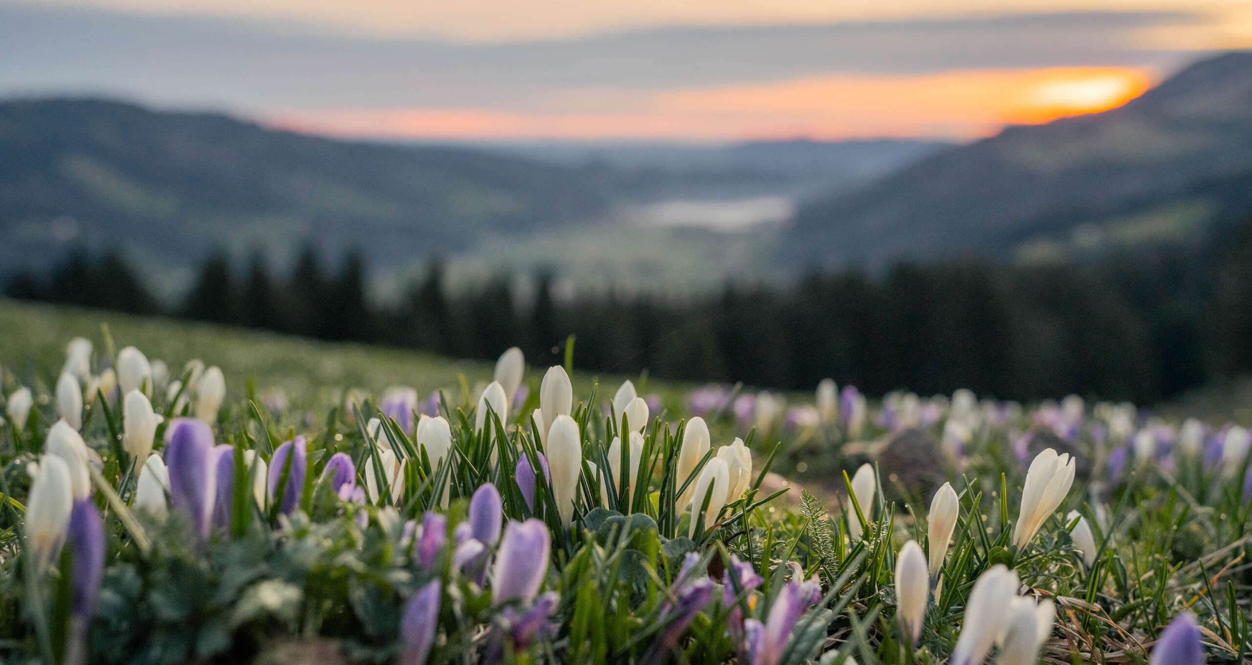 Krokusblüte am Hündle in der aufgehenden Sonne mit Weitblick über das Konstanzer Tal.