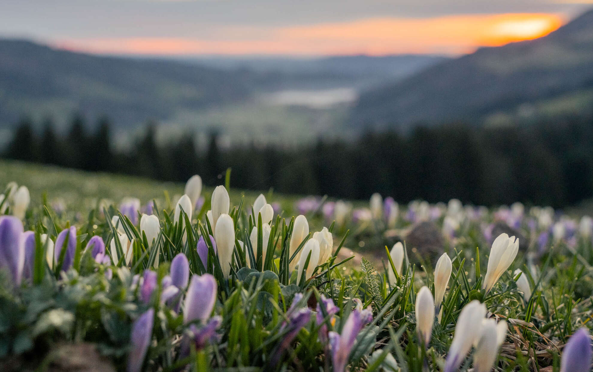 Krokusblüte am Hündle in der aufgehenden Sonne mit Weitblick über das Konstanzer Tal.