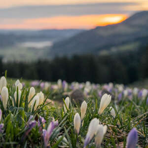 Krokusblüte am Hündle in der aufgehenden Sonne mit Weitblick über das Konstanzer Tal.