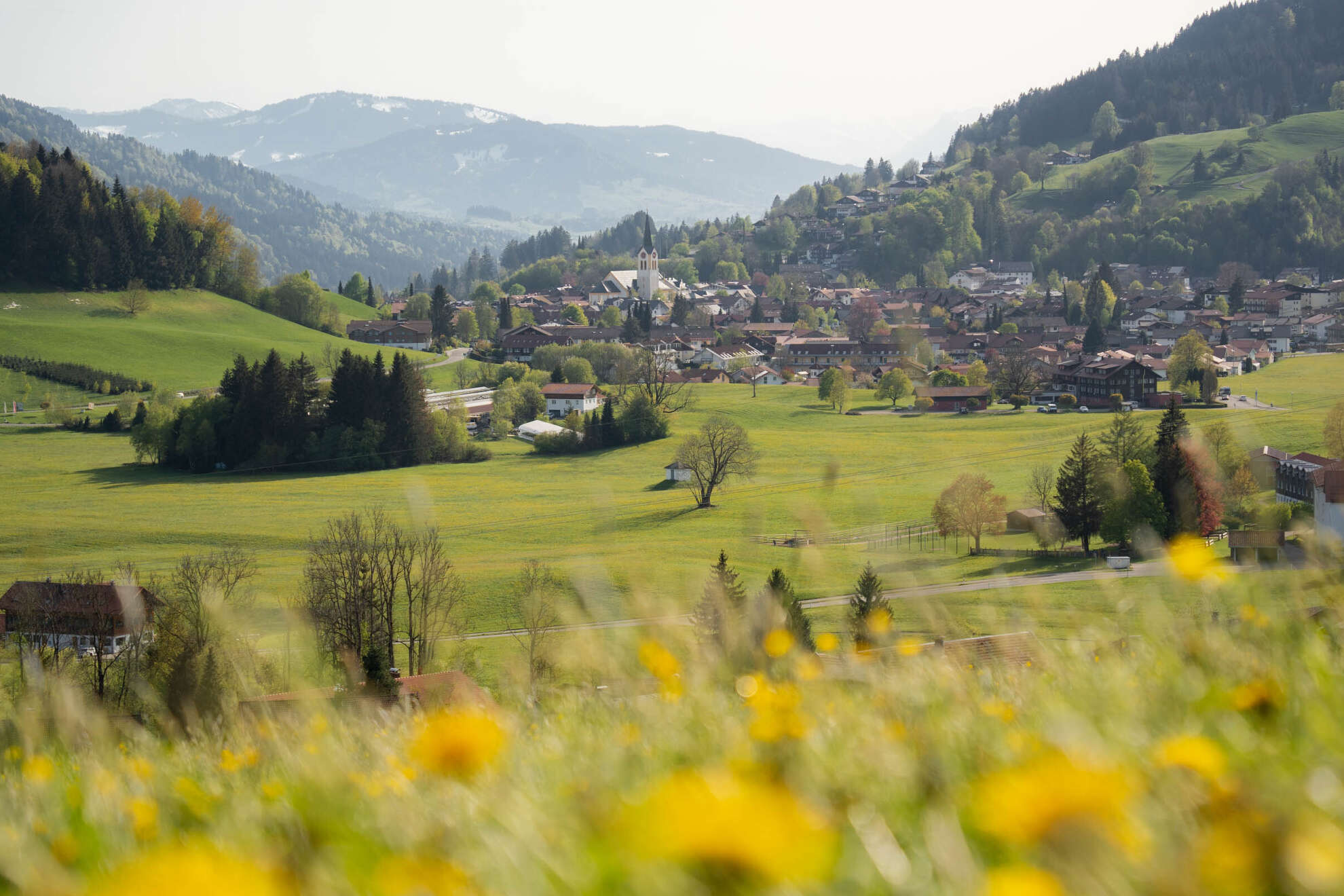 Löwenzahnblüte auf den Wiesen rund um Oberstaufen mit Bergpanorama